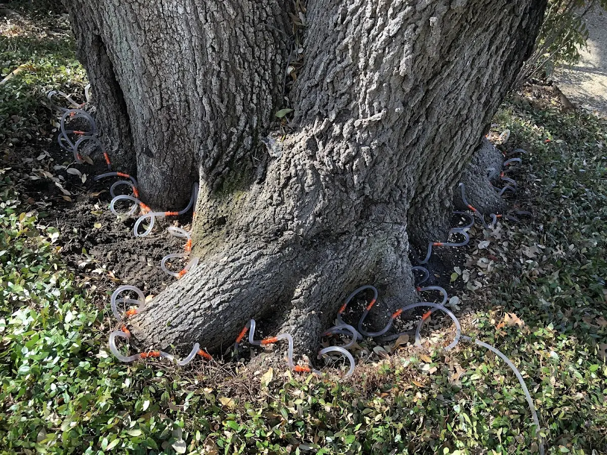 Detailed Tree Cabling and Bracing job site in Colorado City