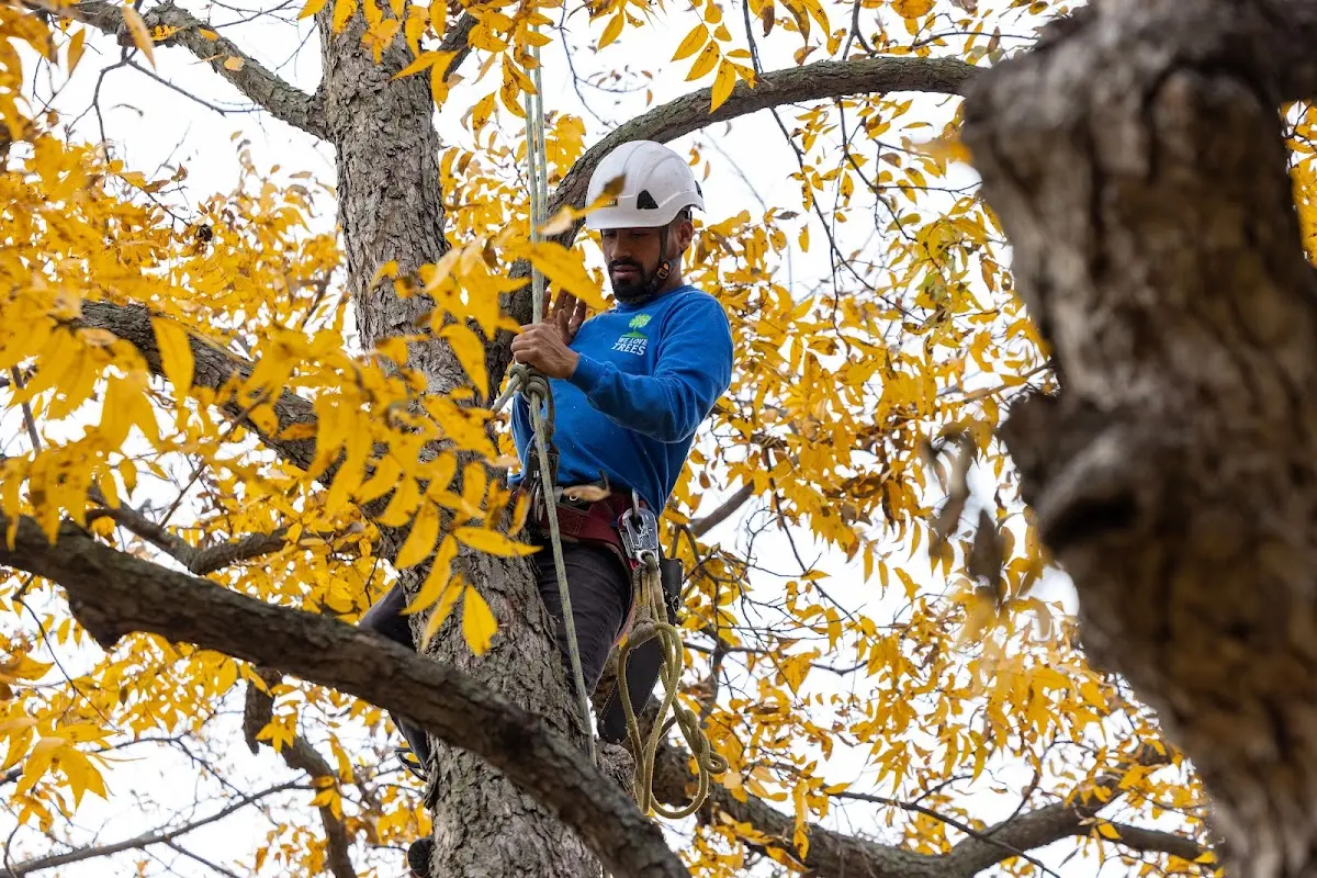 Skilled Tree Planting crew working in Colorado City