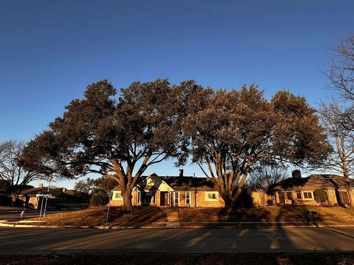 Established residential canopy tree shading a home in Colorado City