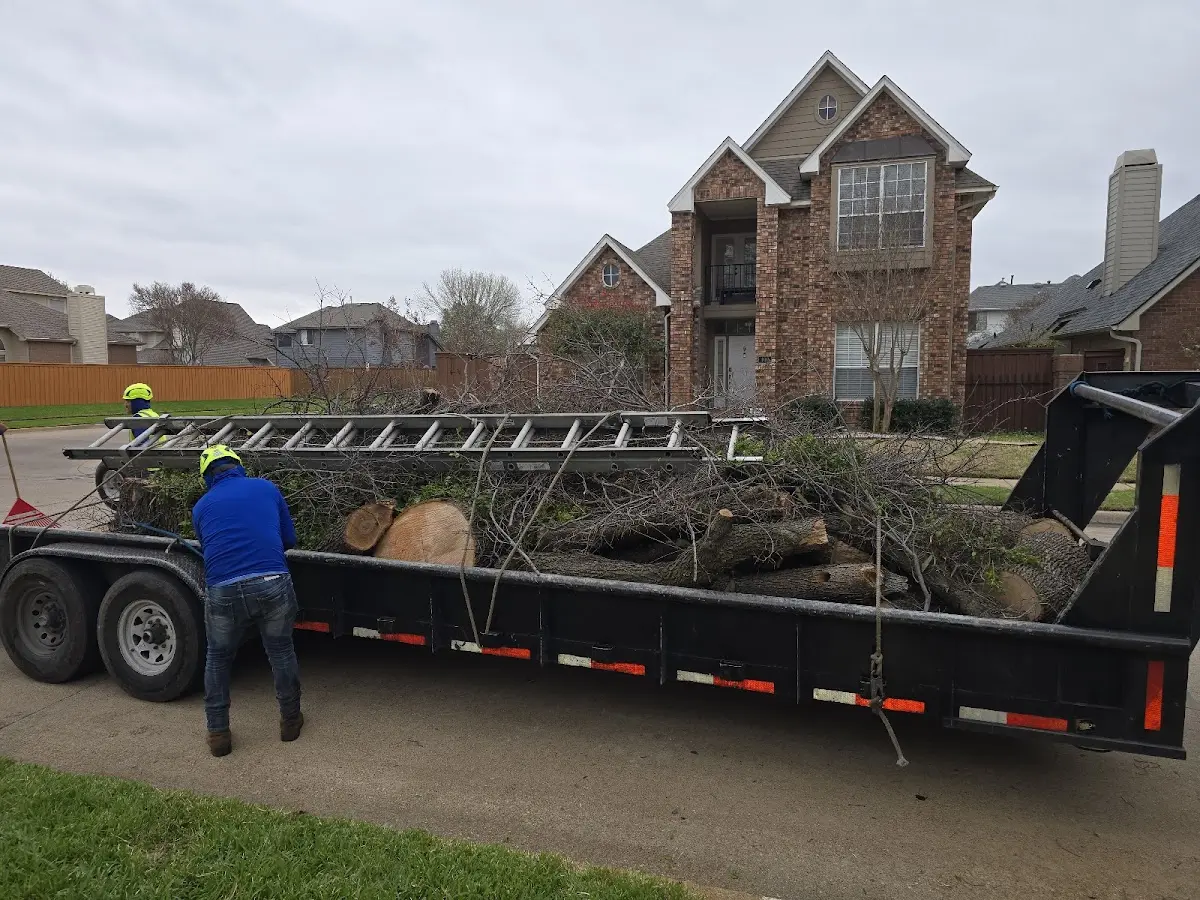 Expert Tree Fertilization with proper safety equipment in Colorado City